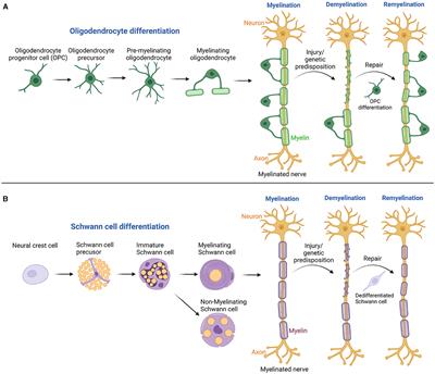 Editorial: 15 years of frontiers in cellular neuroscience: myelination and remyelination processes